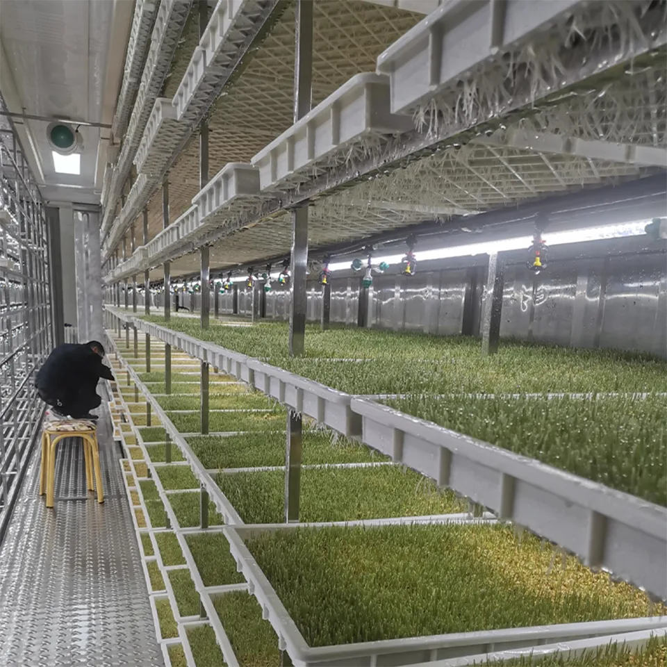 40ft Container Leafy Green Growing System for Hydroponic Urban Farming