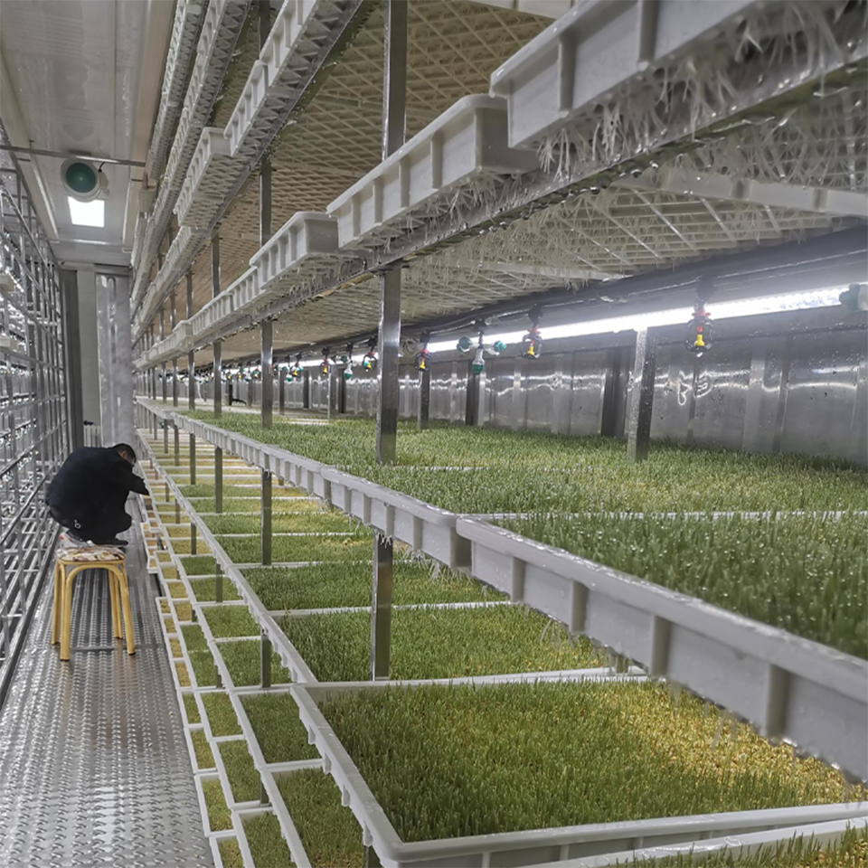 40ft Container Leafy Green Growing System for Hydroponic Urban Farming